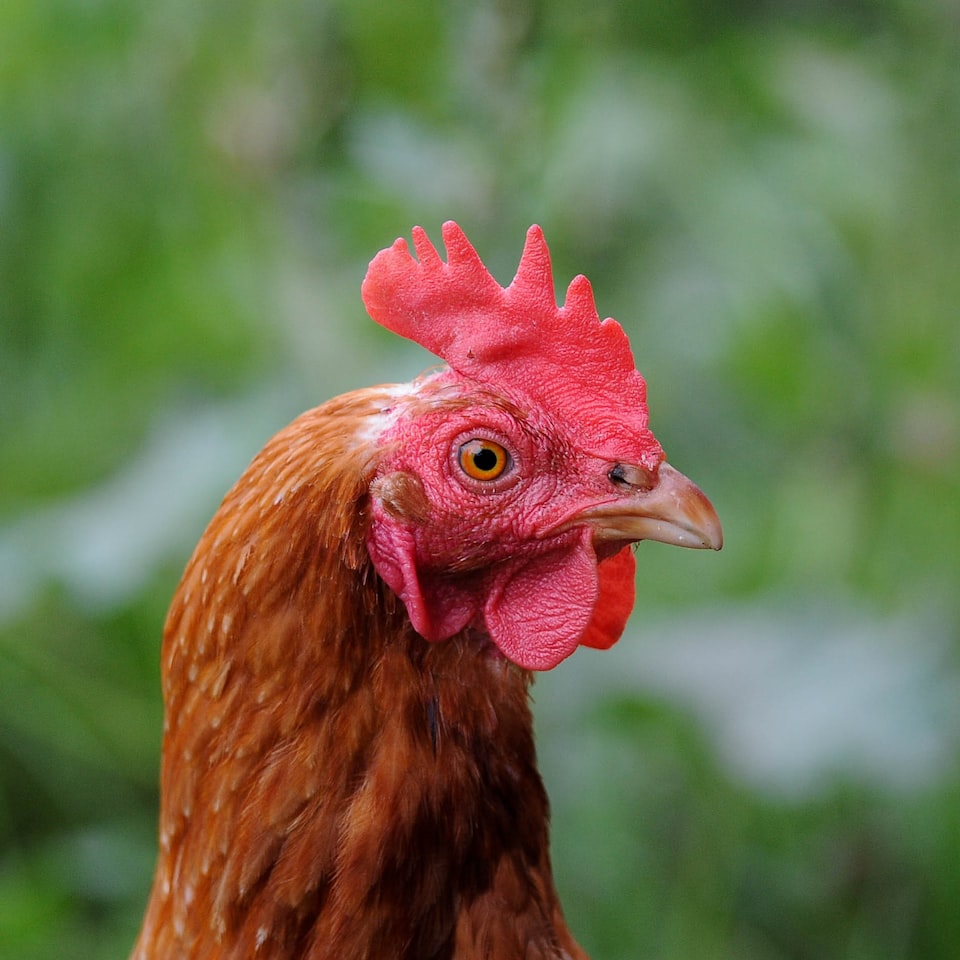 Washer Rooster Chicken
