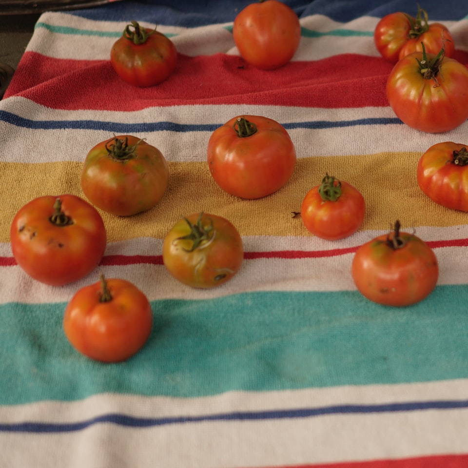 Tomato