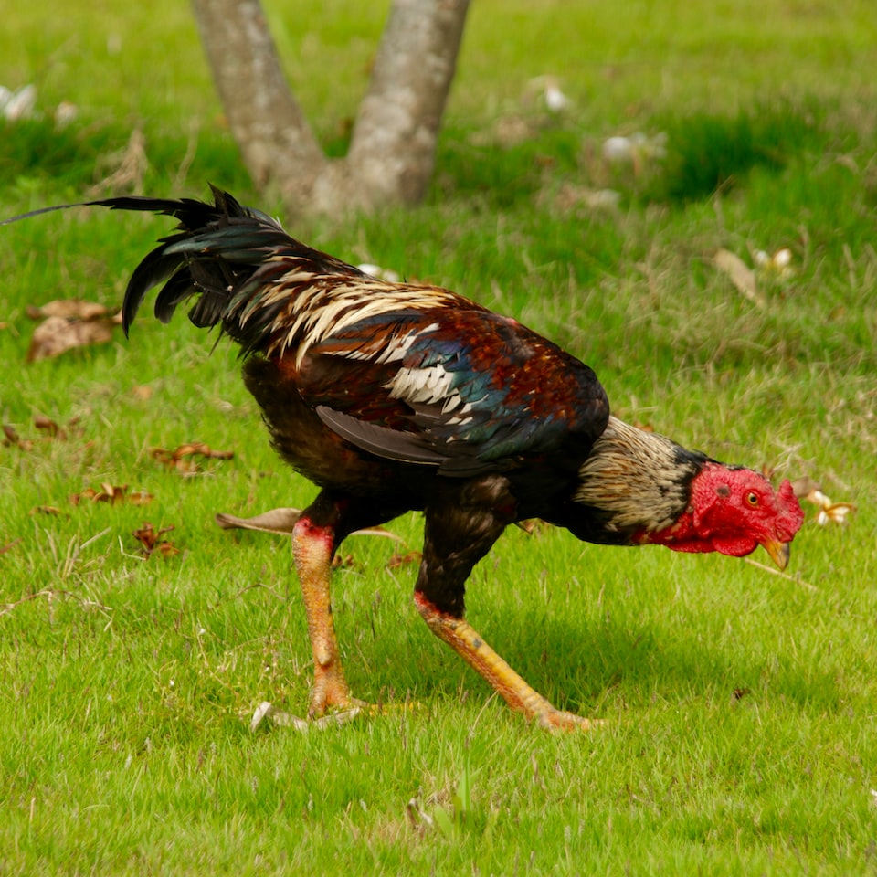Rooster Jazz