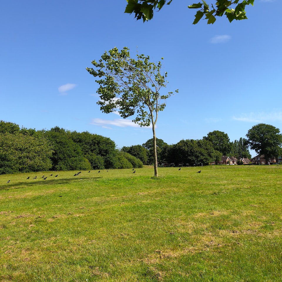 Kit Wood