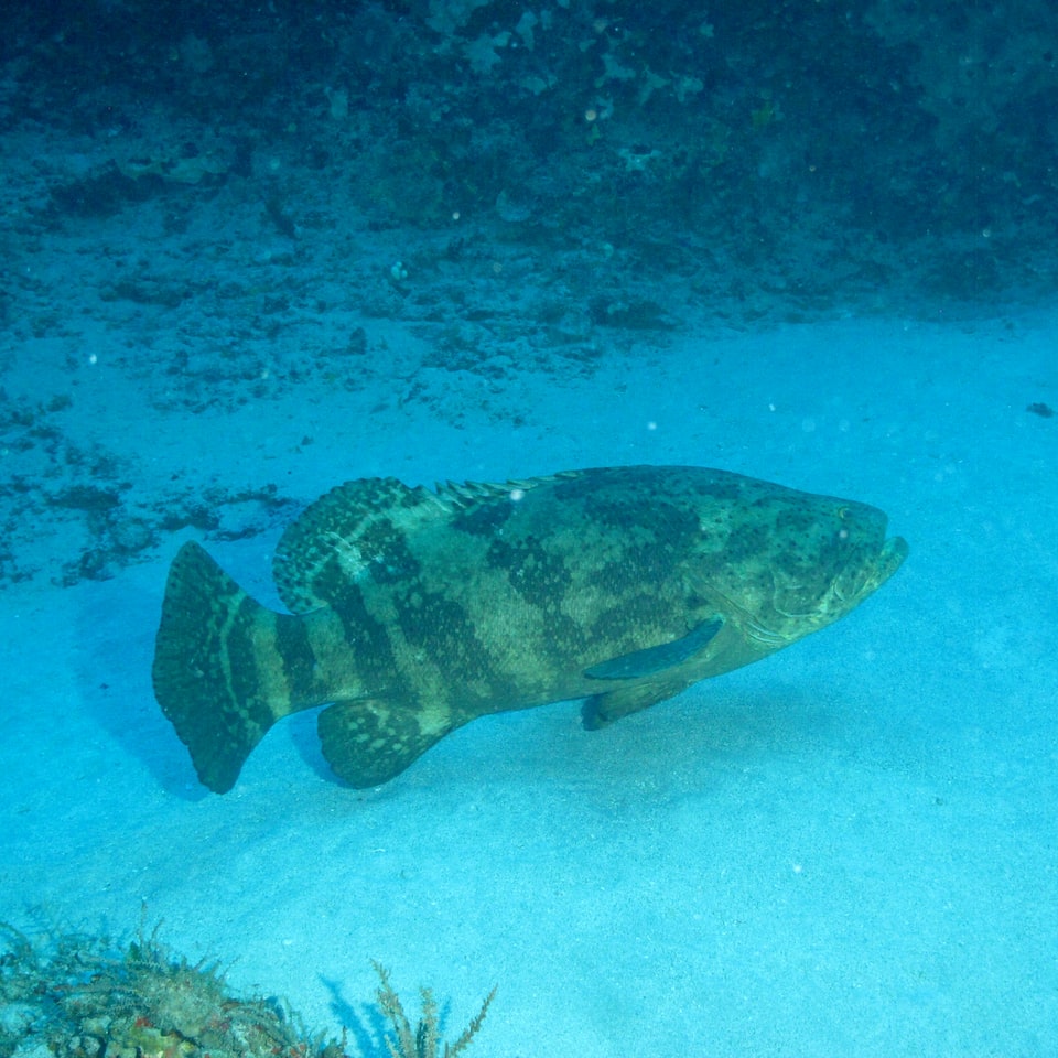 Album Rooster Fish