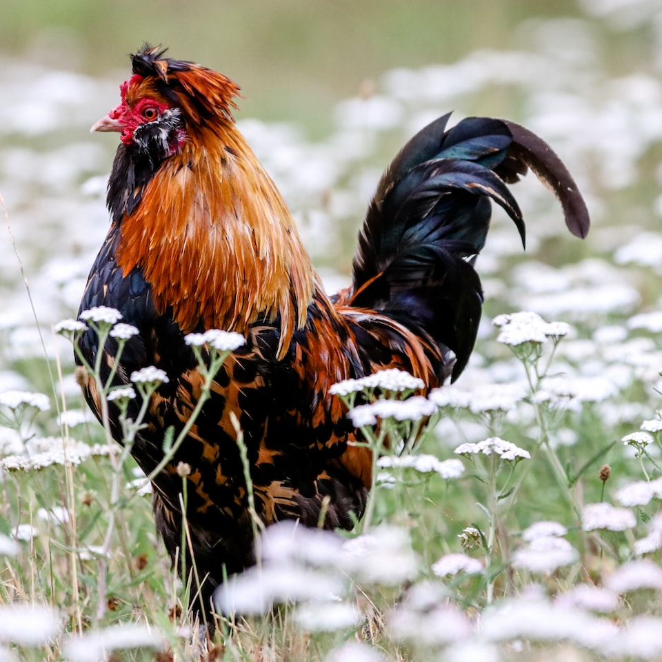 Chicken Sword
