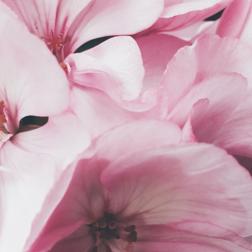 Lamb Pink