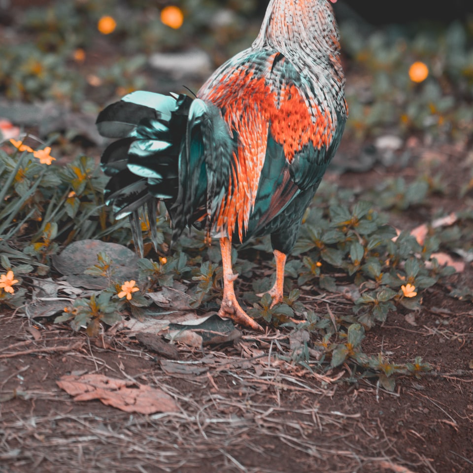 Rooster