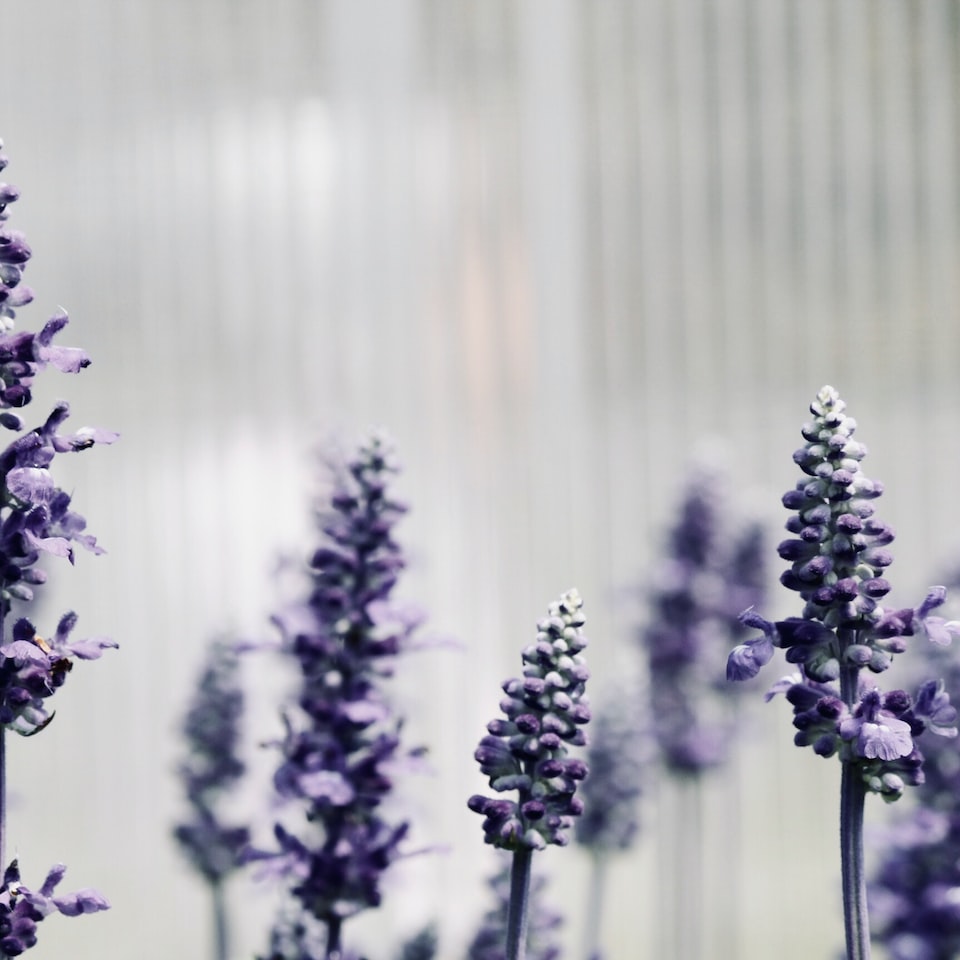 Carrot Lavender