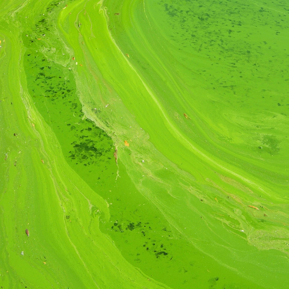 Soy Green Juice Cola
