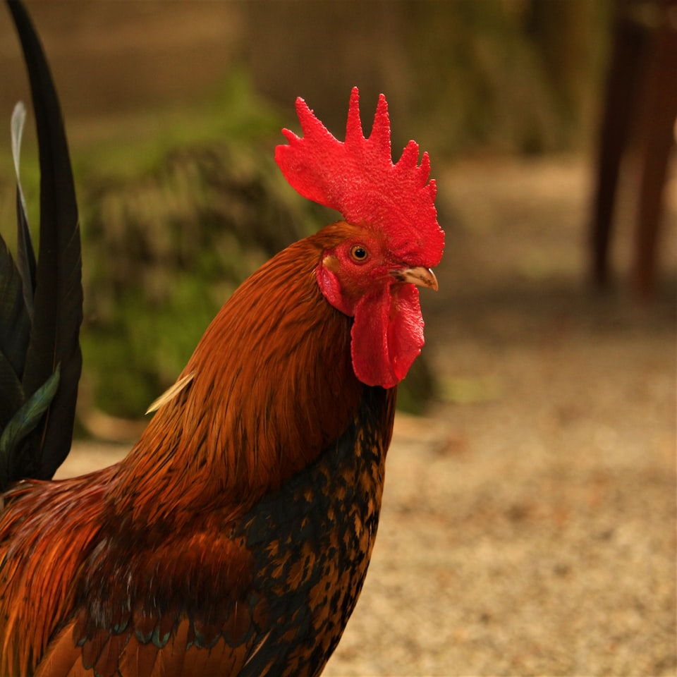 Carrot Towel Rooster