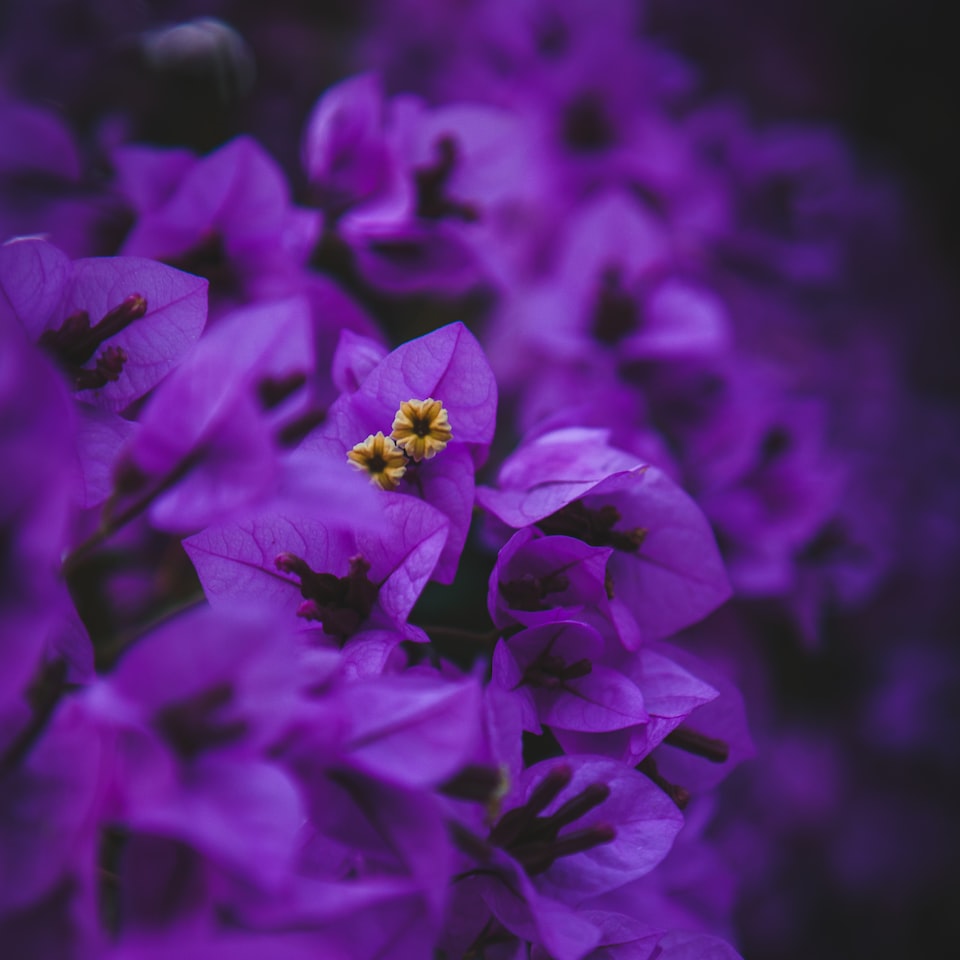 Movie Purple Cola