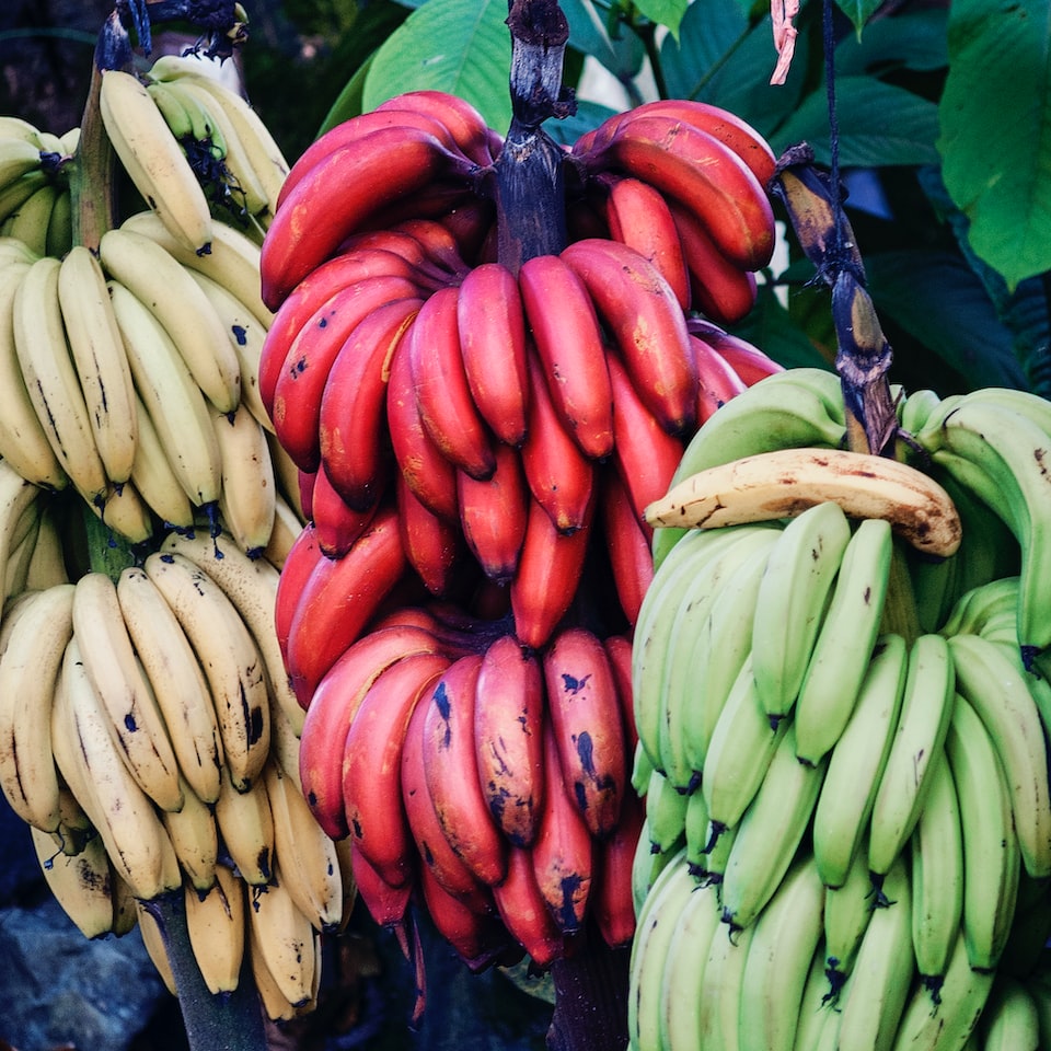 Banana Download TV