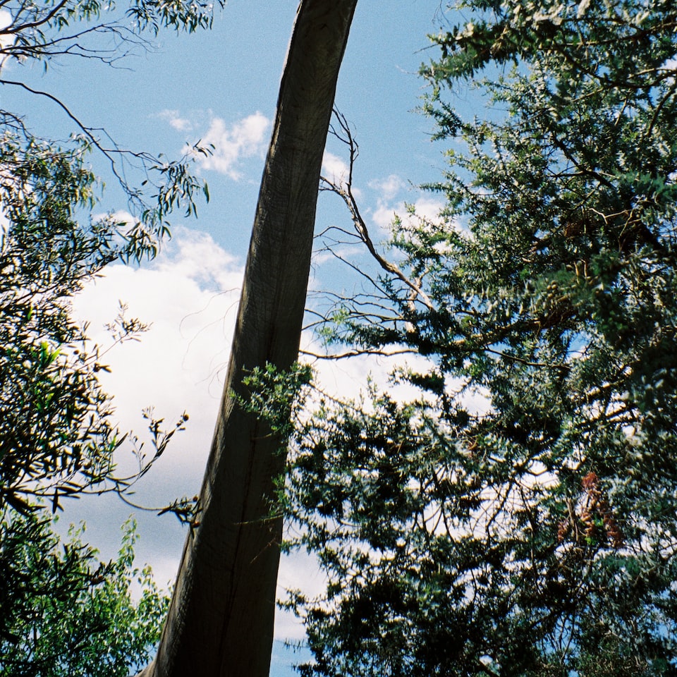 Large Film