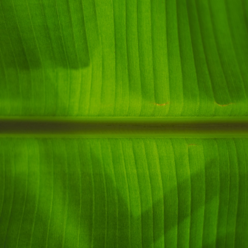 Green TV Gel