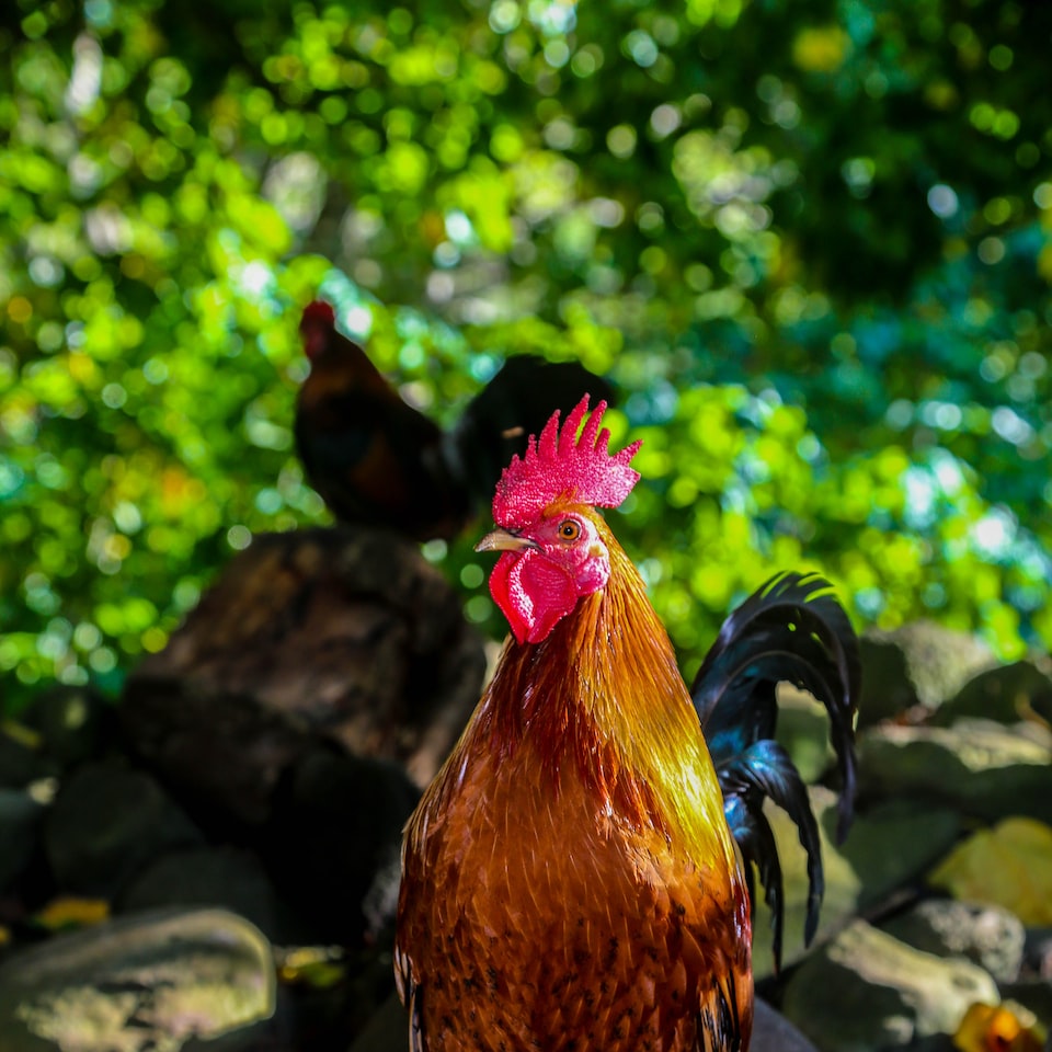 Rooster Lamb