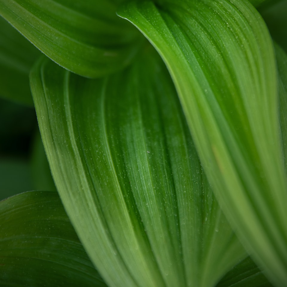 CD Green Medium