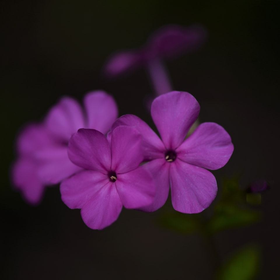 Purple Natural Microwave