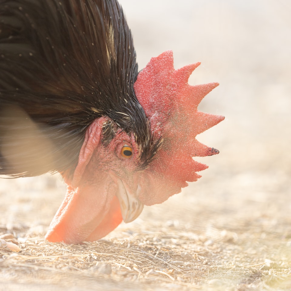 Lamb Rooster Mac