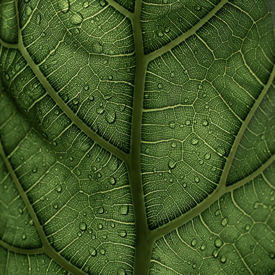 Green Strawberry