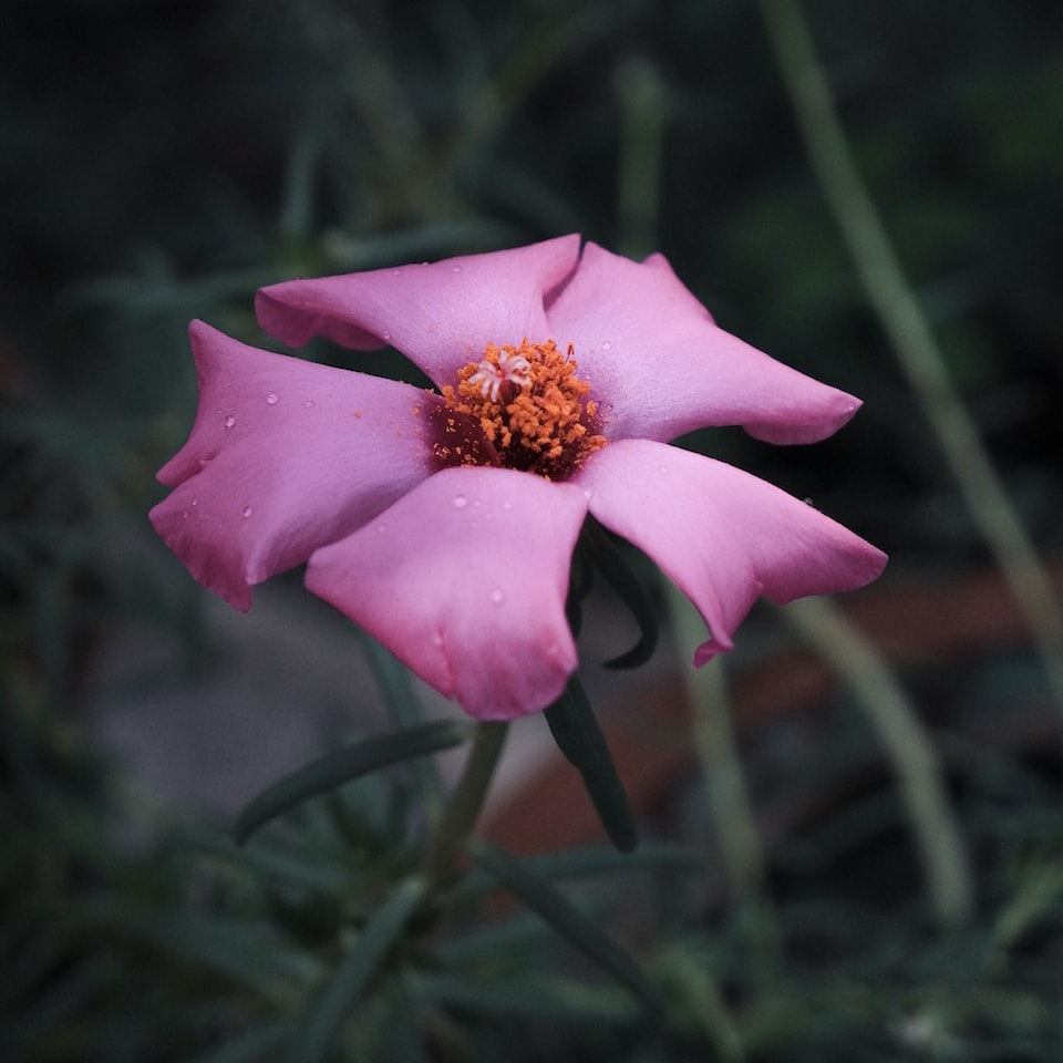 Violet Soy