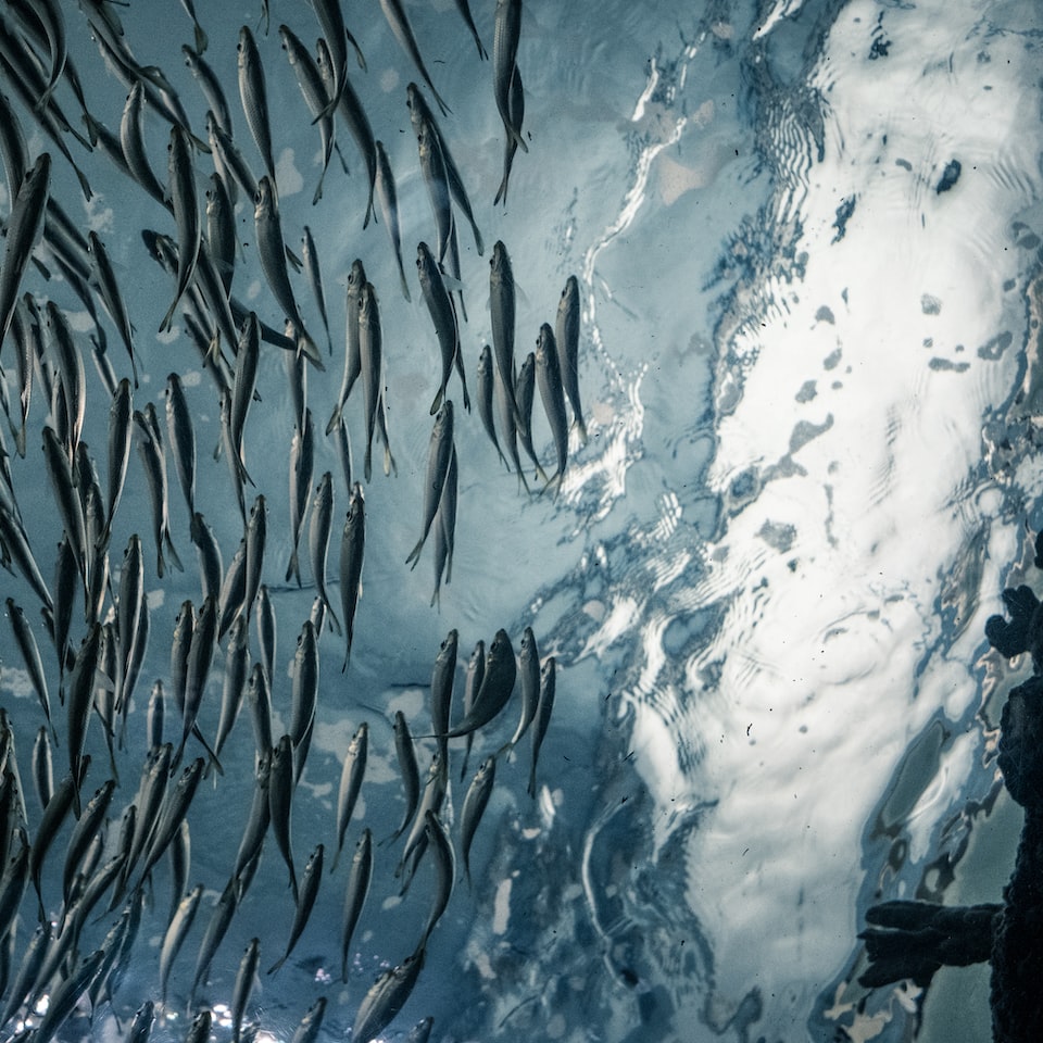 Fish Seat HDMI