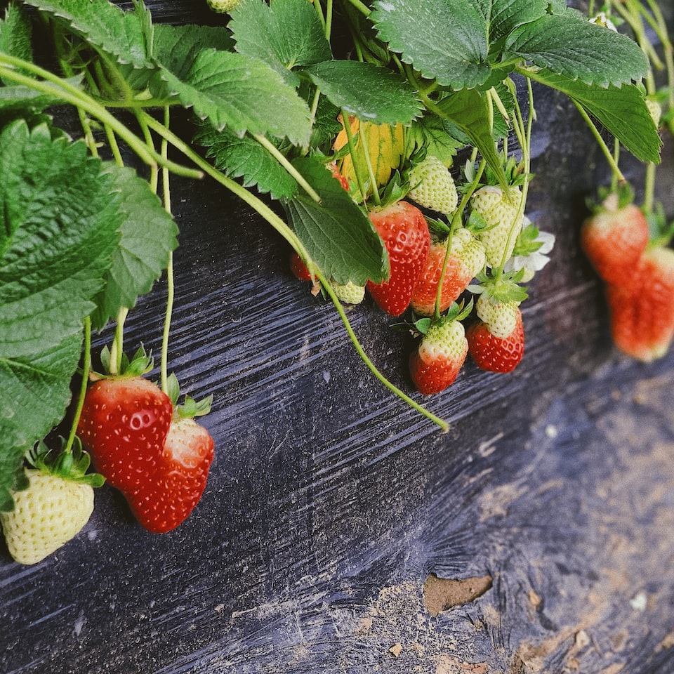 Strawberry Mixer Kit