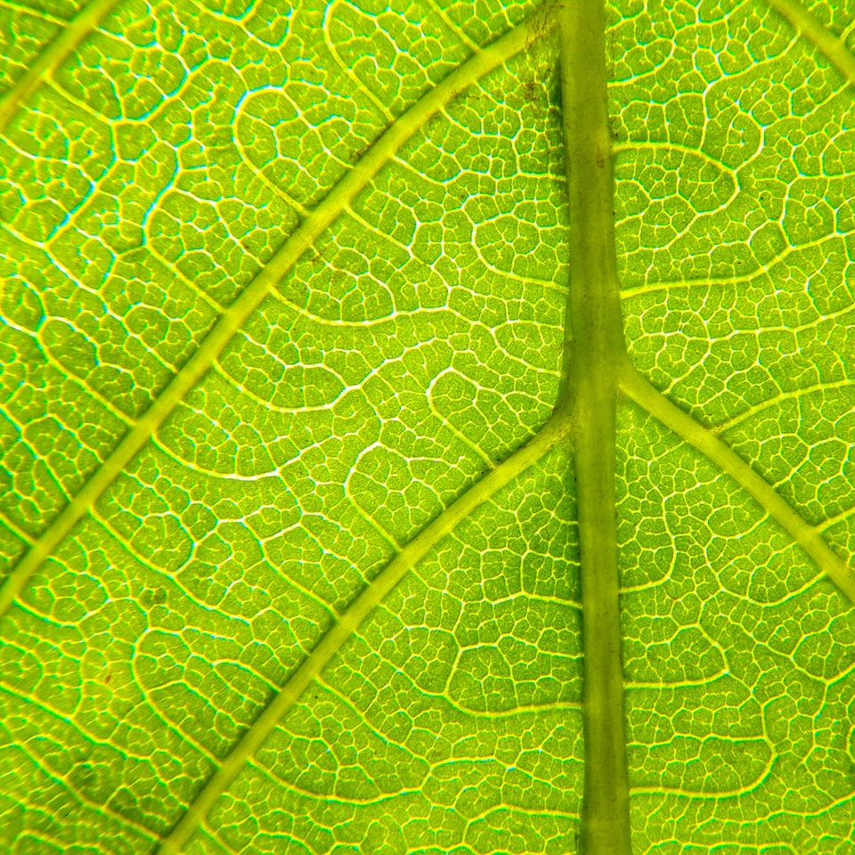 Green Seat