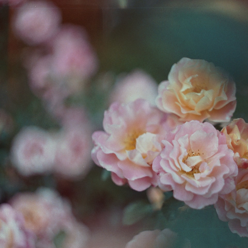 Strawberry Film