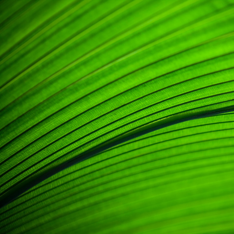 Natural Green