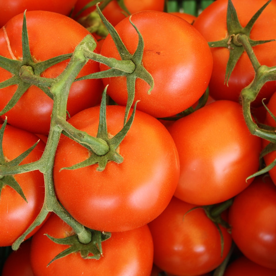 Kit Tomato