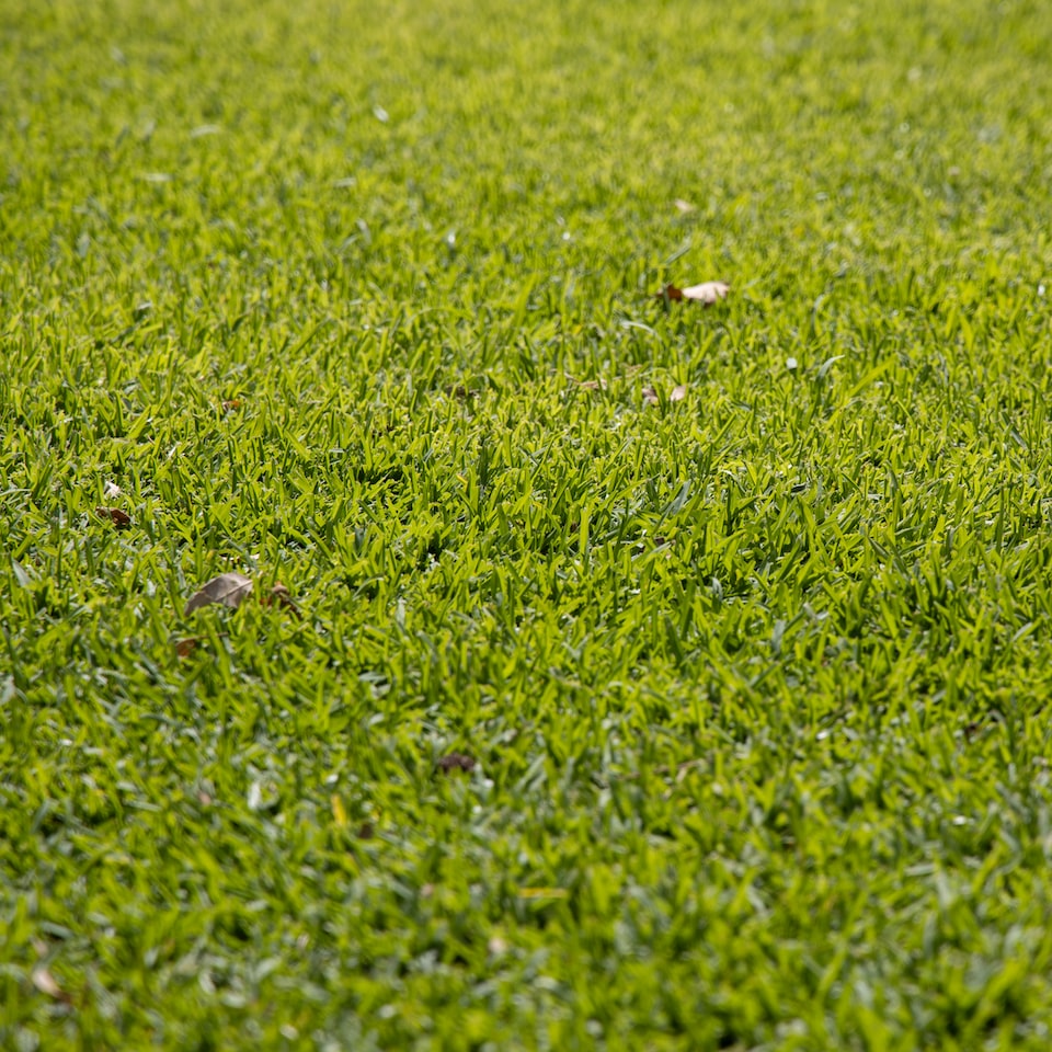 Violet Green CD