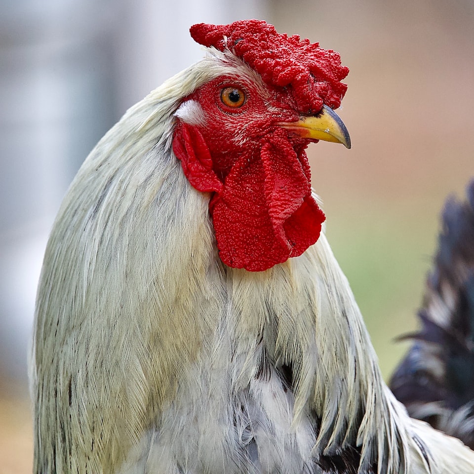 Mac Rooster