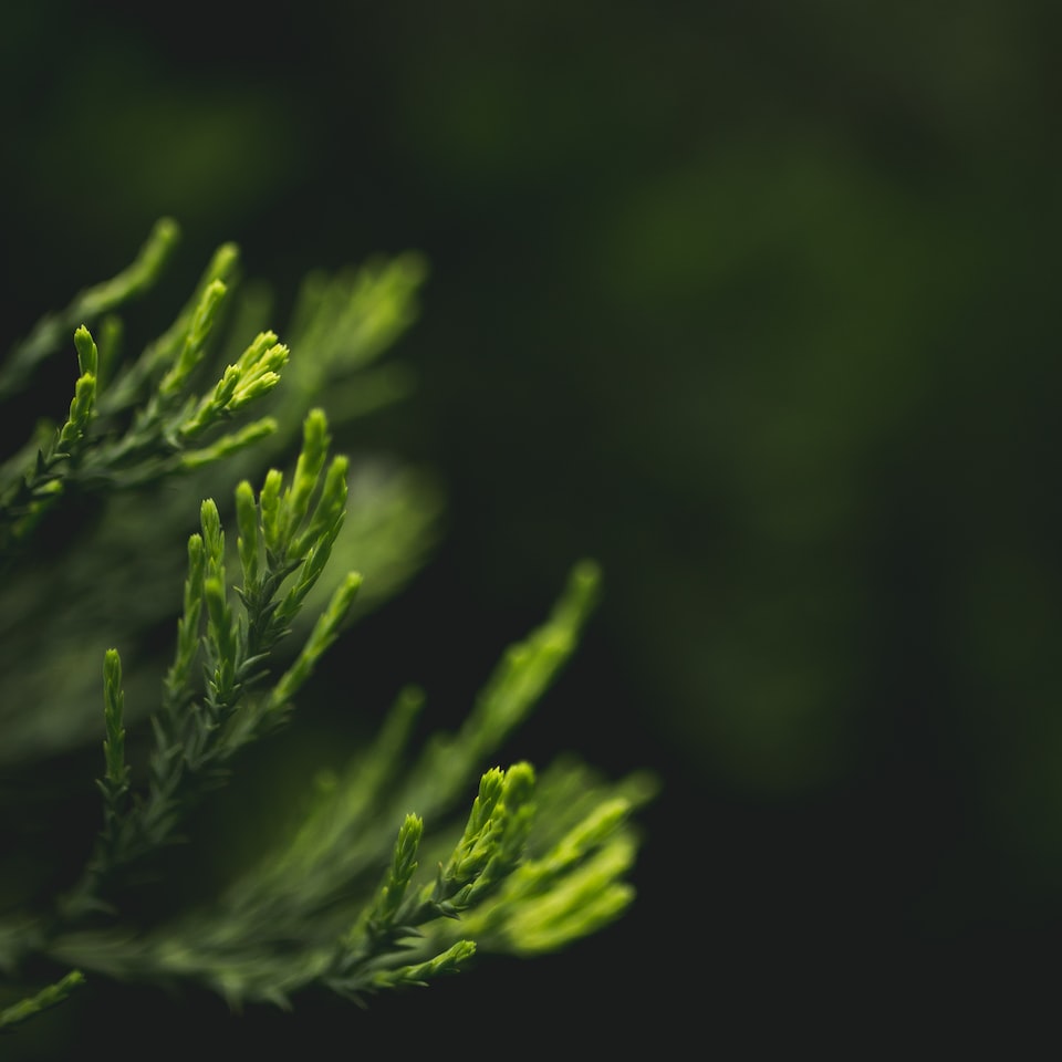 Green Wet