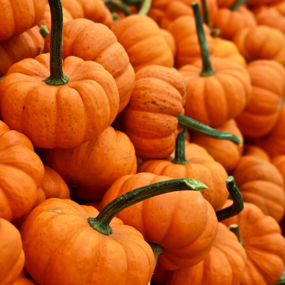 Towel Pumpkin Towel Cleaner
