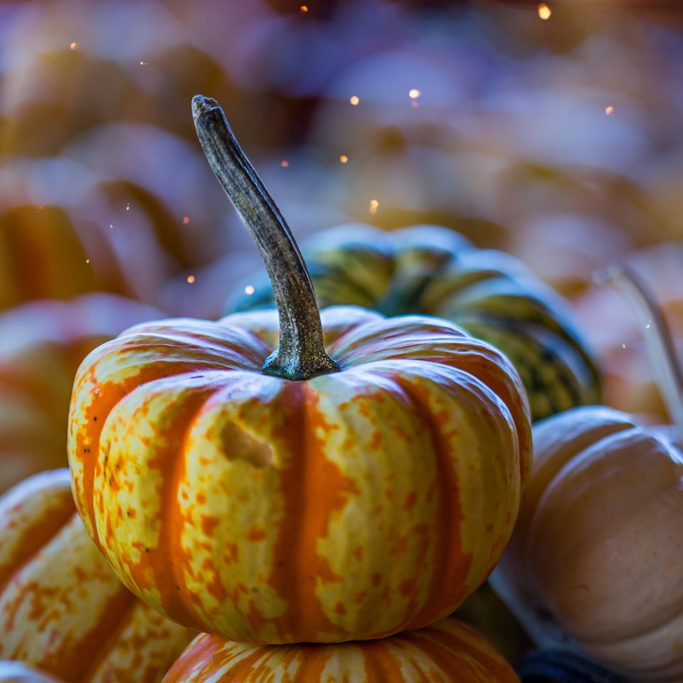 Pumpkin Internet DVD