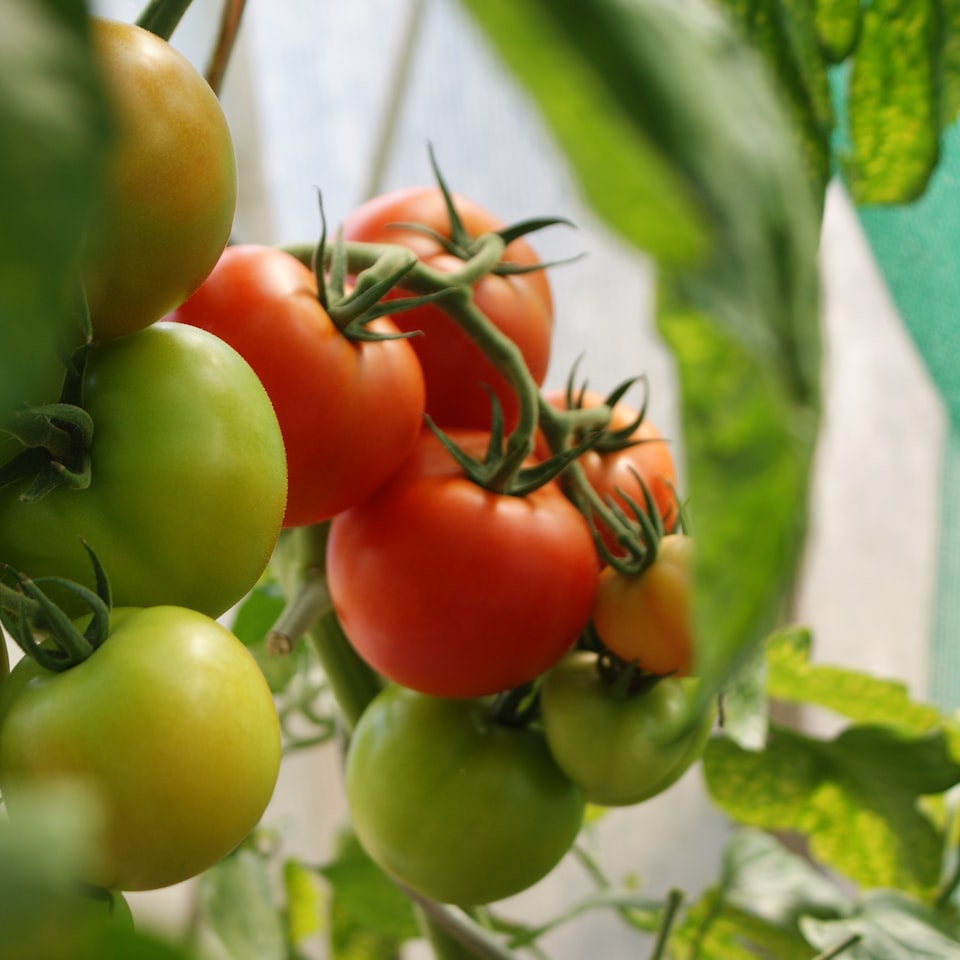 Tomato Shower