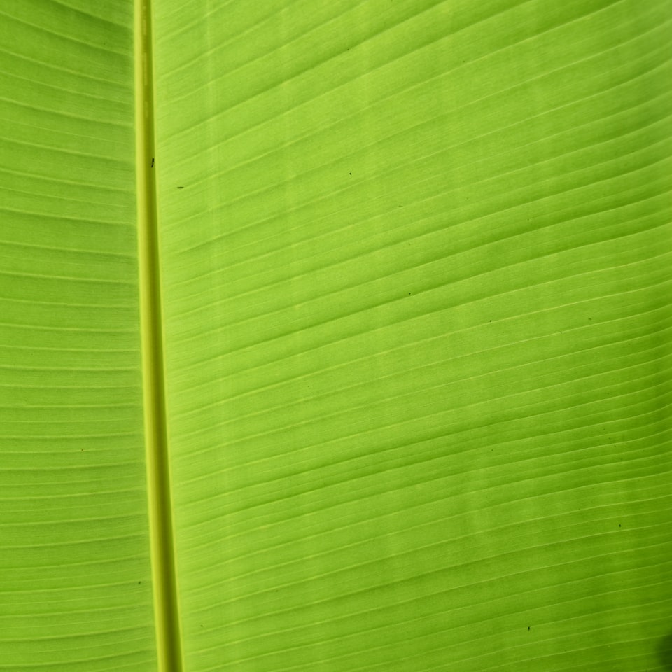 Album Chicken Green