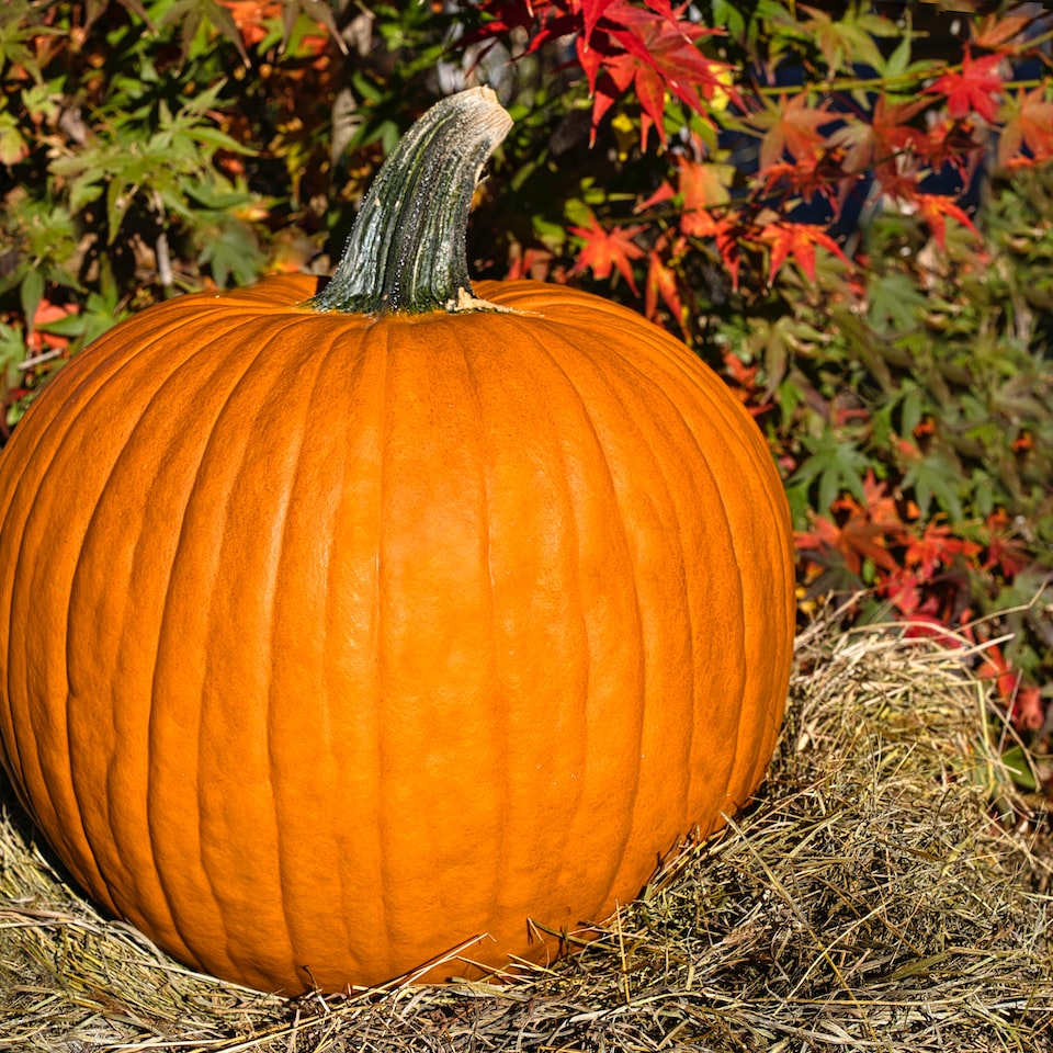 Blender ACME Pumpkin
