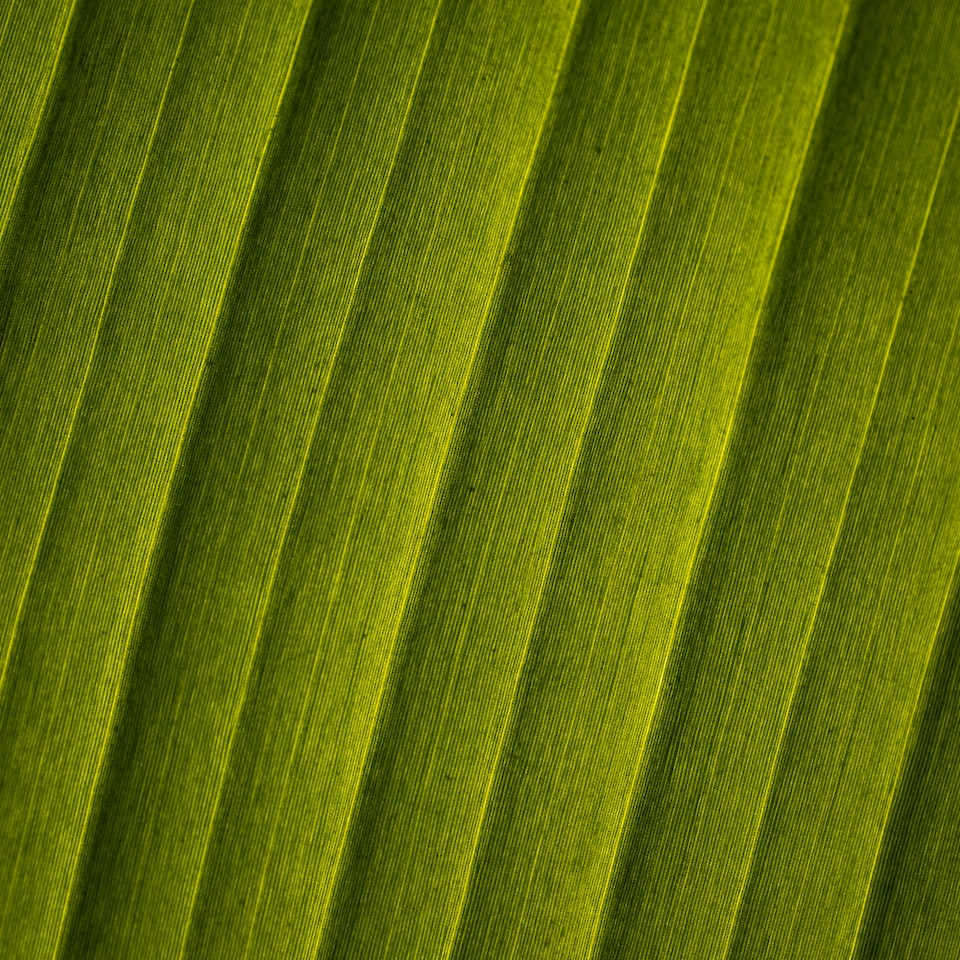 Potato Green