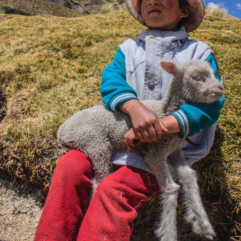 Lamb Motorola Carrot