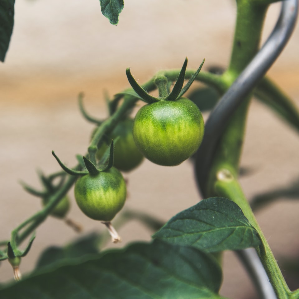 Large Tomato Album