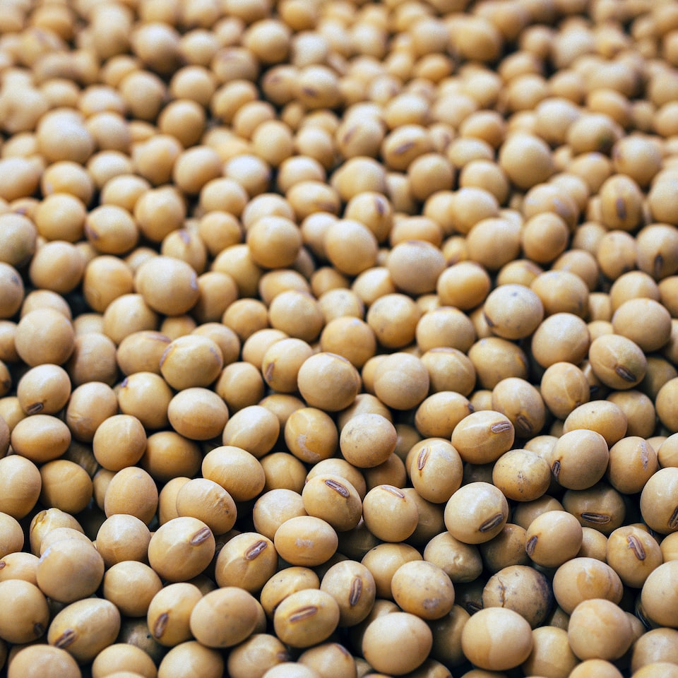 Large Soy