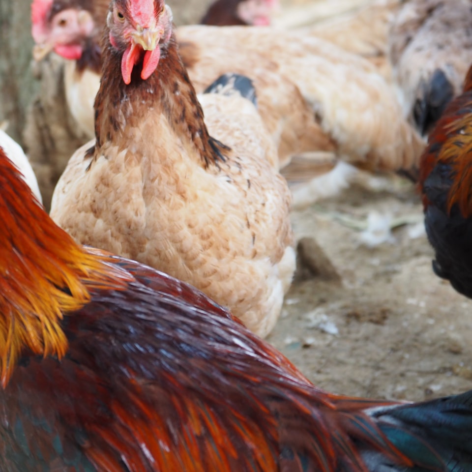 Rooster Internet DVD
