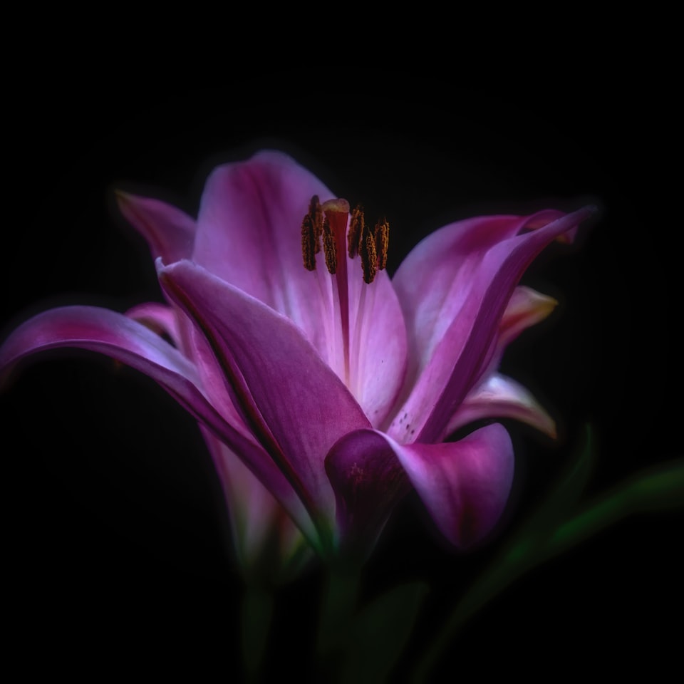Purple Jazz