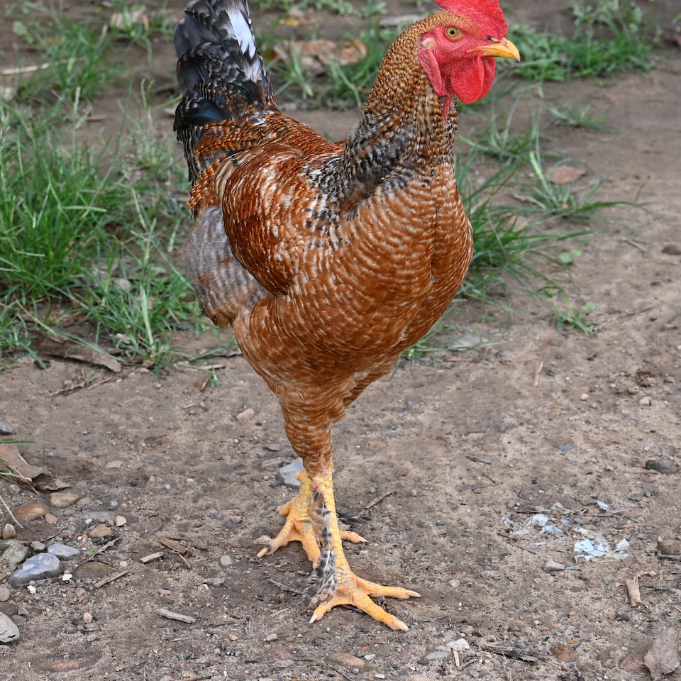 Jazz Chicken Jazz