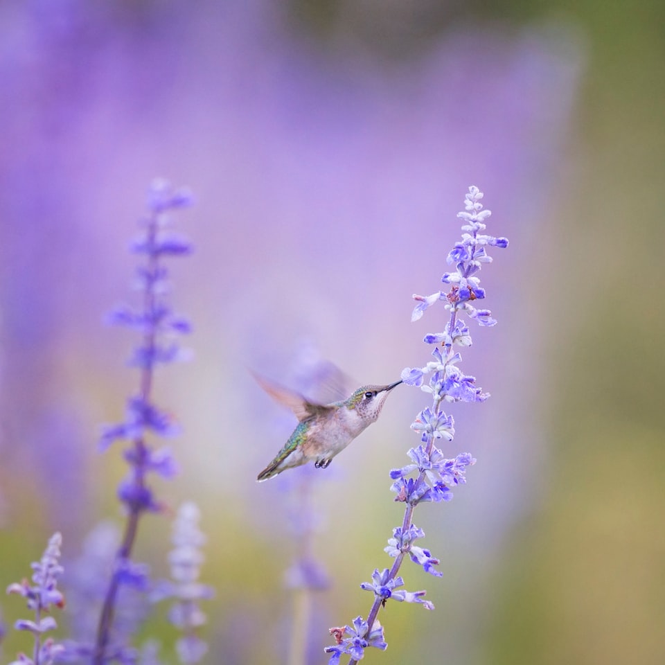 Kit Lavender
