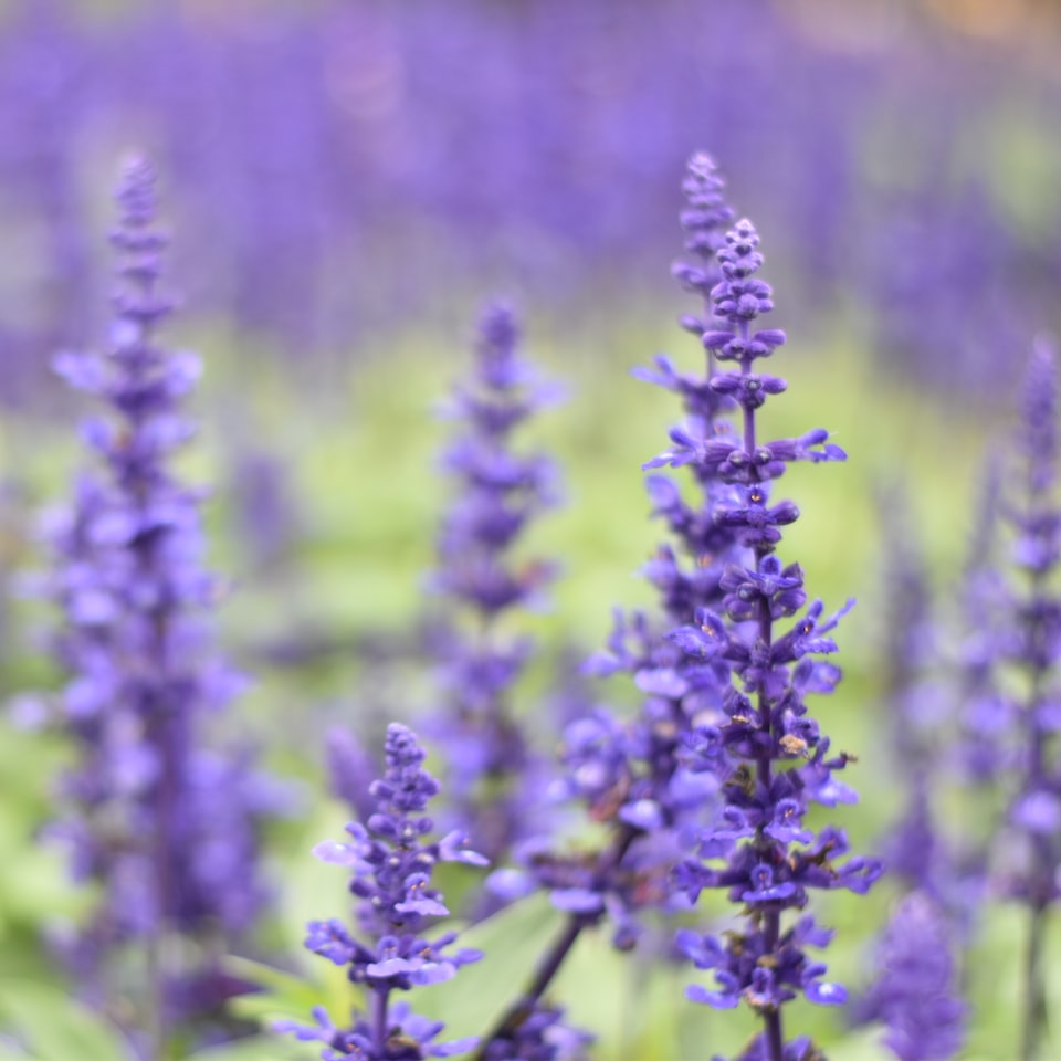 Lavender Shower