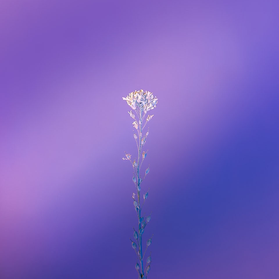 Purple Prince