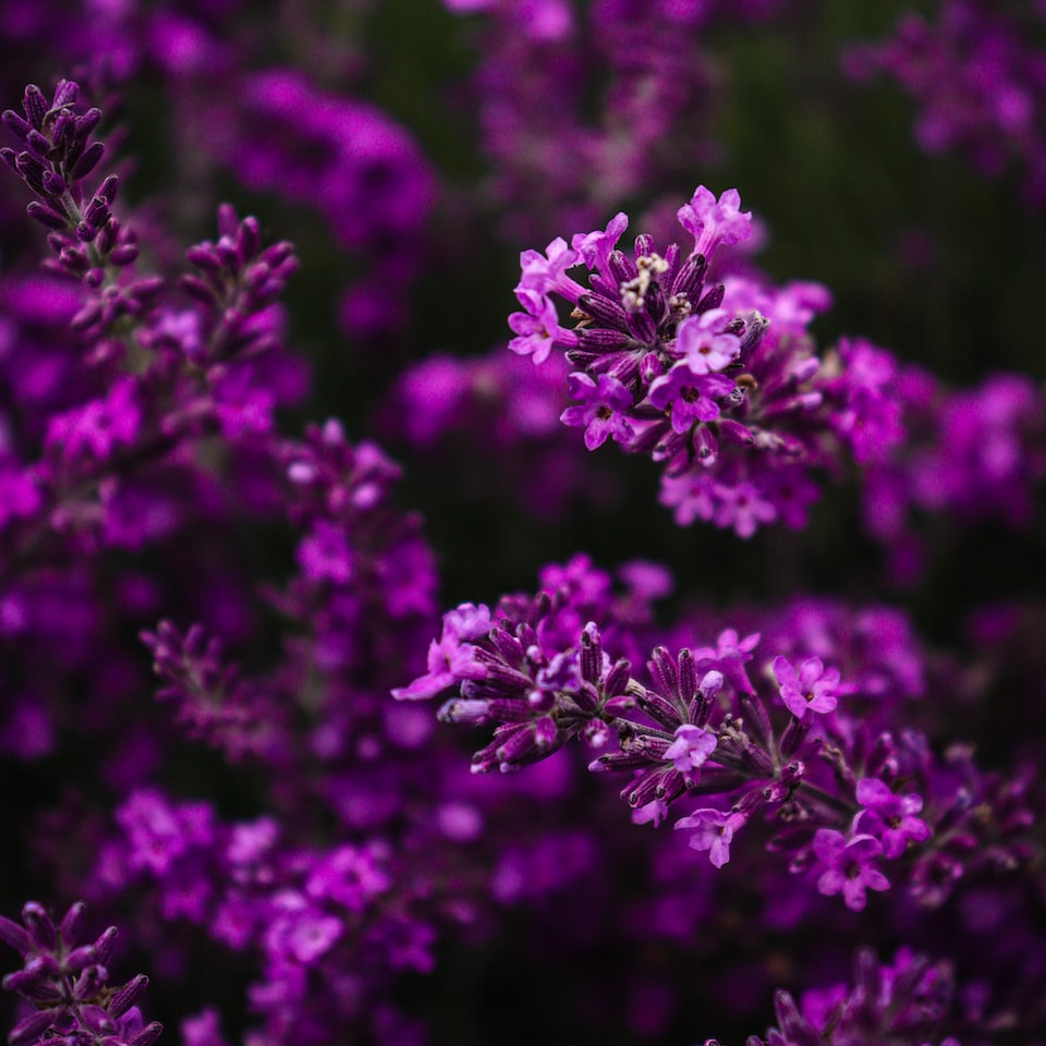 Lavender Jazz