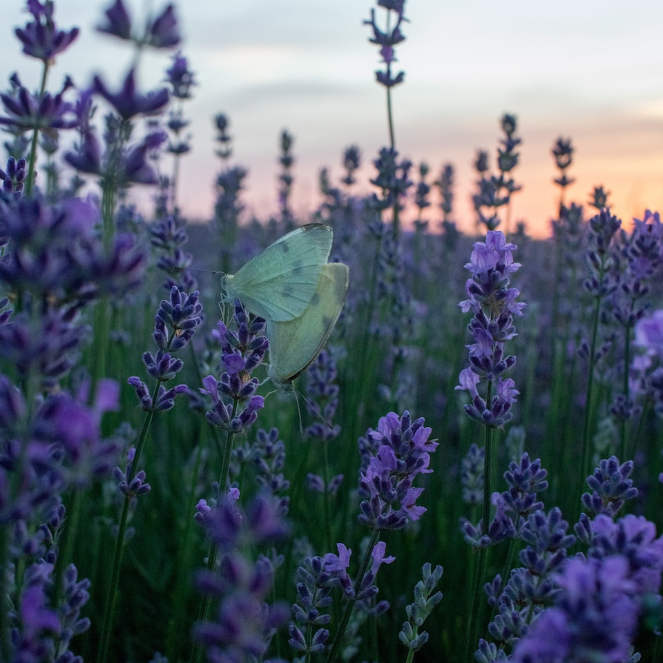 Lavender Refrigerator
